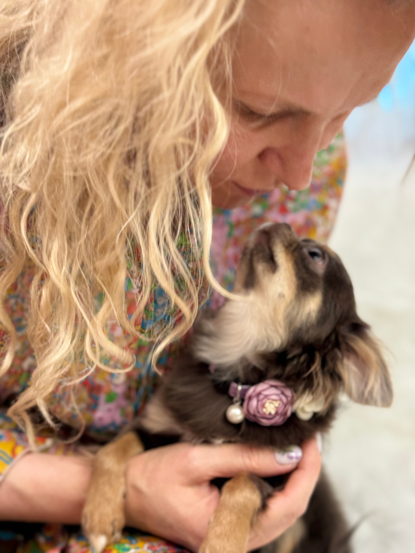 Owner nuzzling a long-haired chocolate chihuahua puppy with a floral collar
