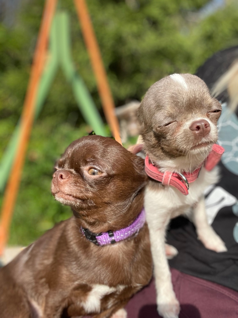 Two chihuahuas sunbathing side-by-side in the garden