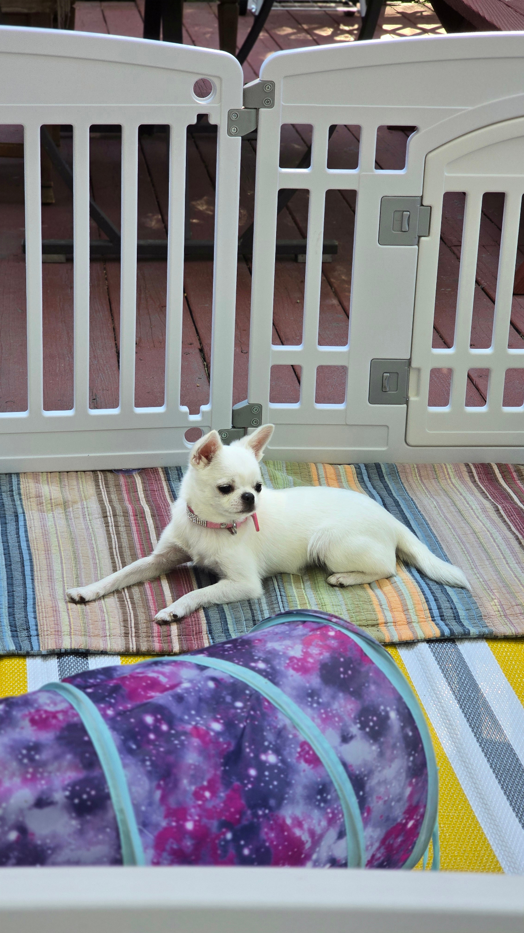 White chihuahua relaxing in a cozy outdoor playpen with tunnel toy